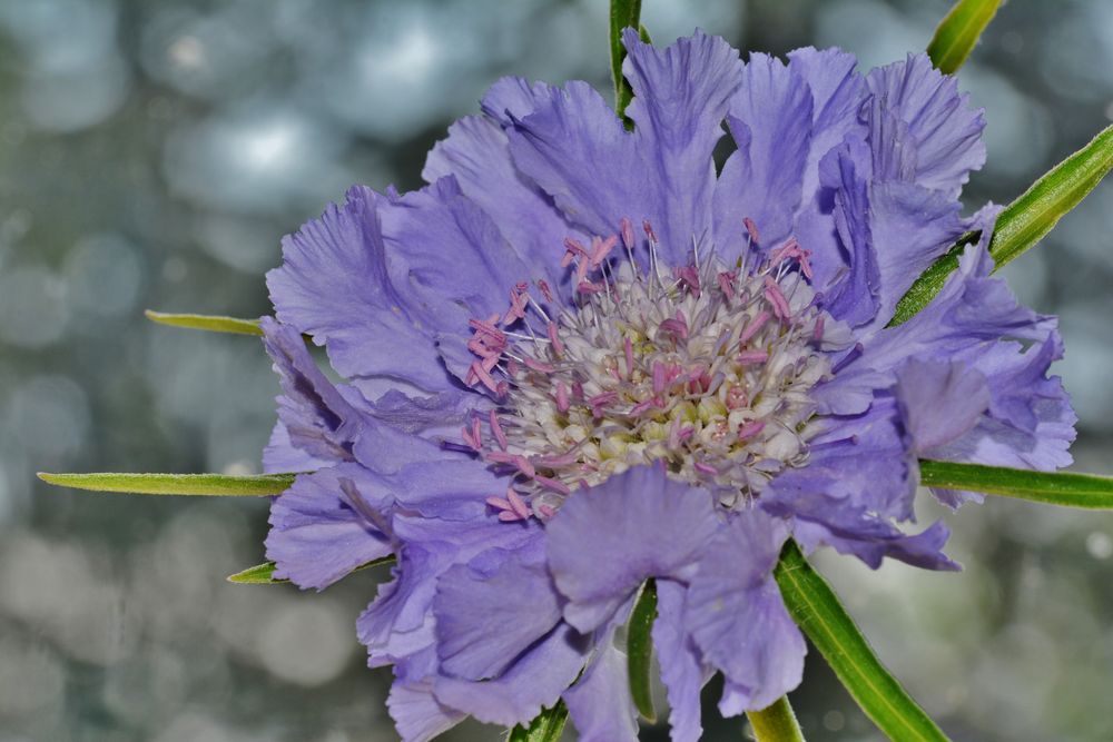 Scabiosa