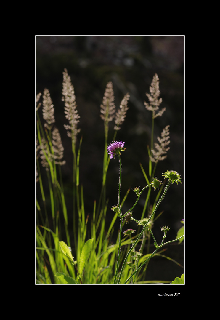 scabiosa...