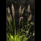 scabiosa...