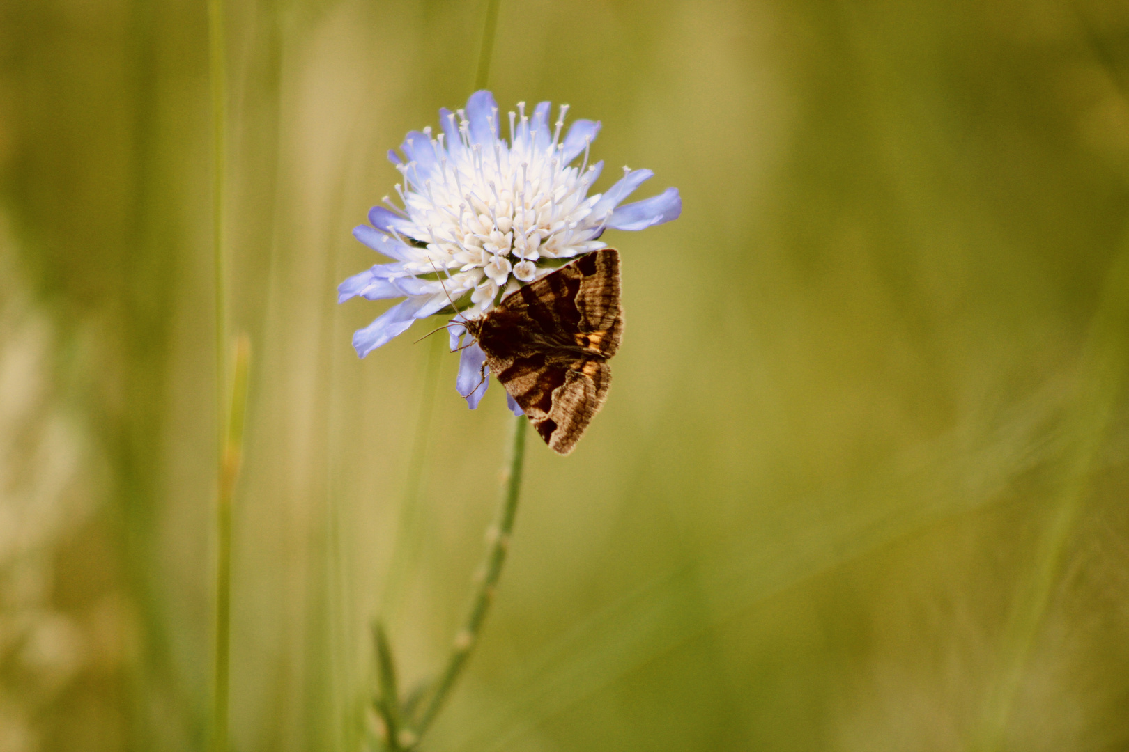 ...scabiosa avec sphinx !!!...