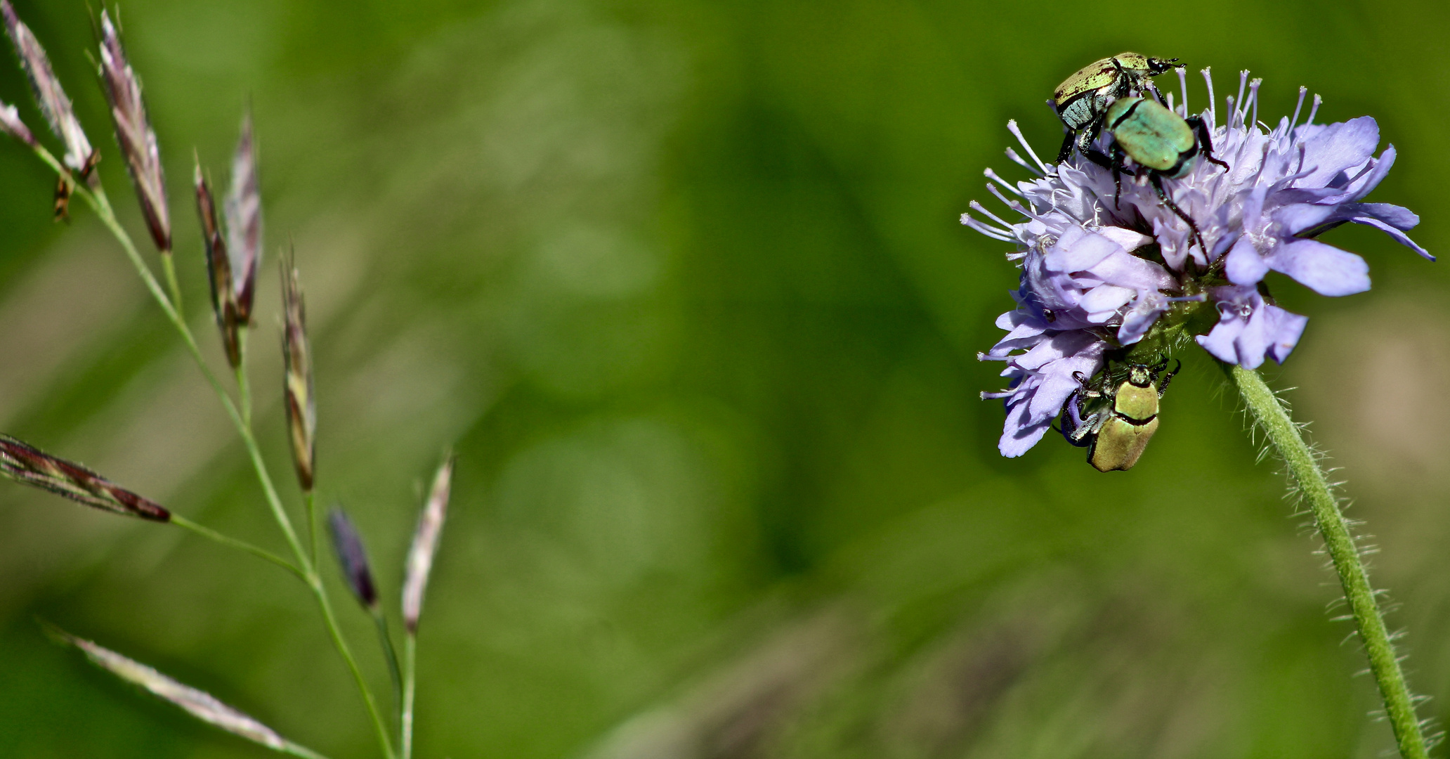 ... scabiosa avec visiteurs !!!...