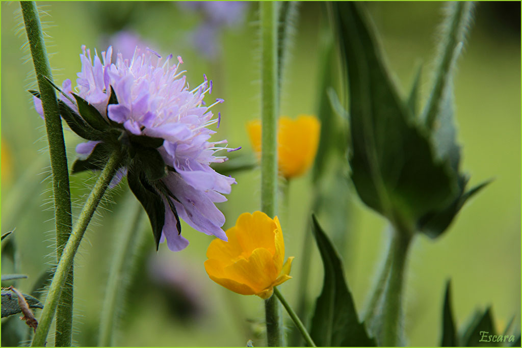 Scabiosa