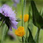 Scabiosa