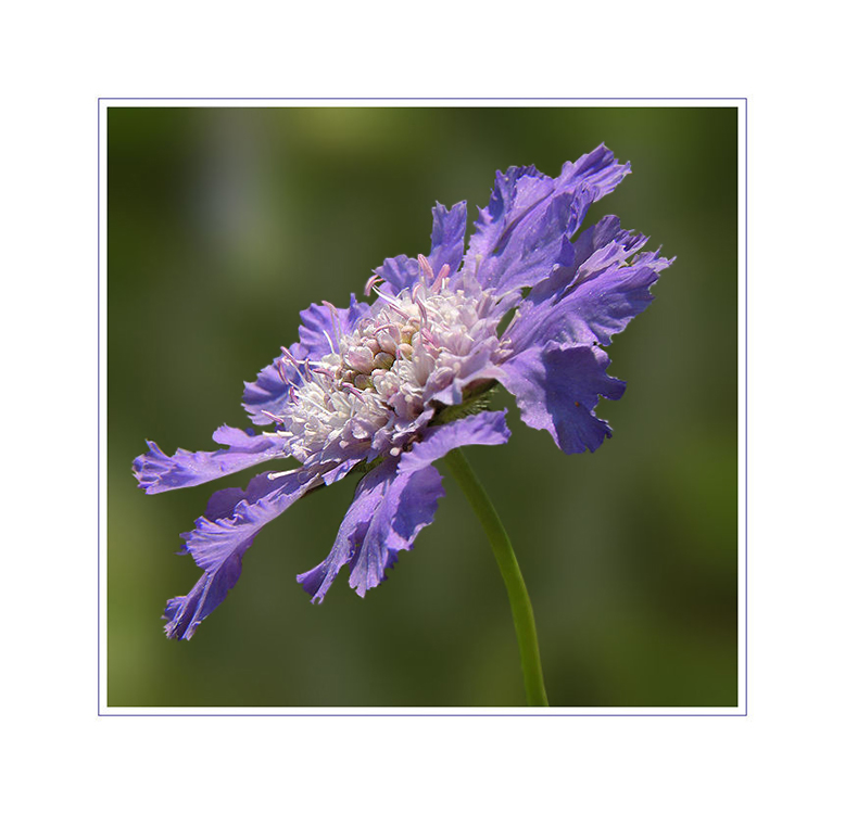 Scabiosa