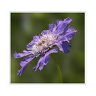 Scabiosa