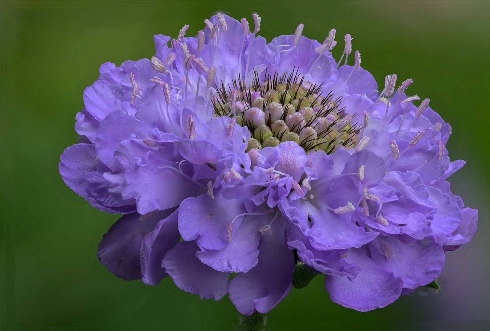 Scabiosa Blue