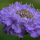 Scabiosa Blue