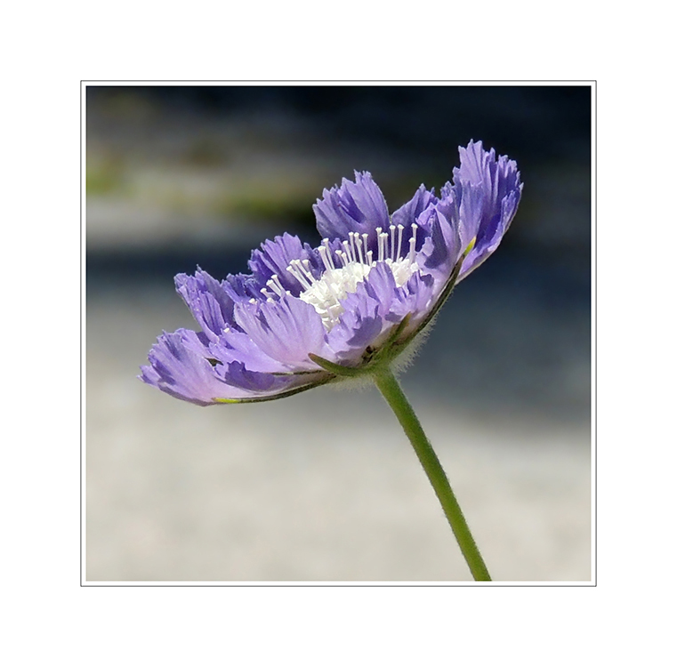 Scabiosa