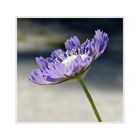 Scabiosa