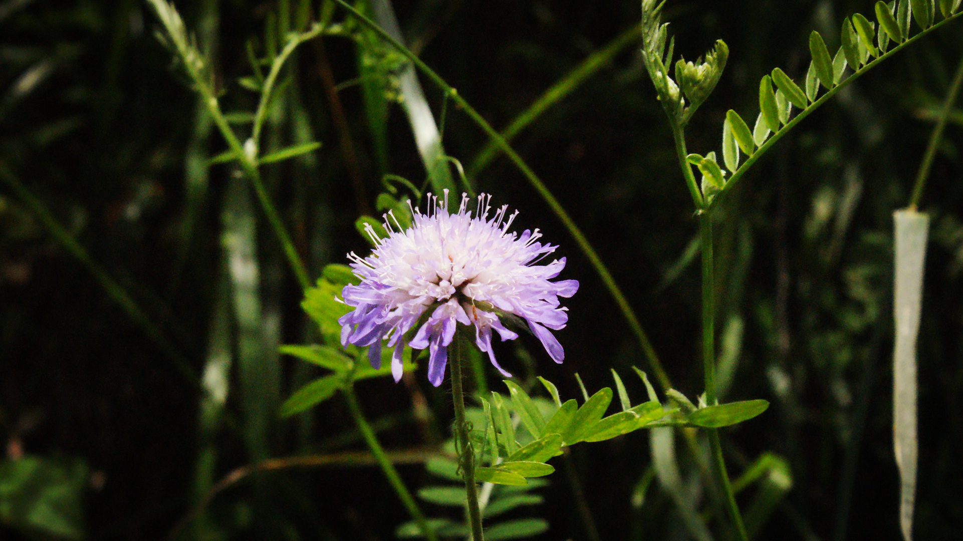 Scabiosa