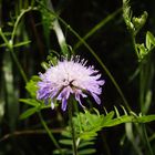 Scabiosa