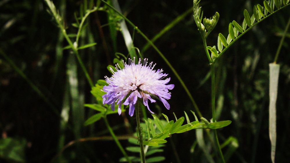 Scabiosa de Helenn 