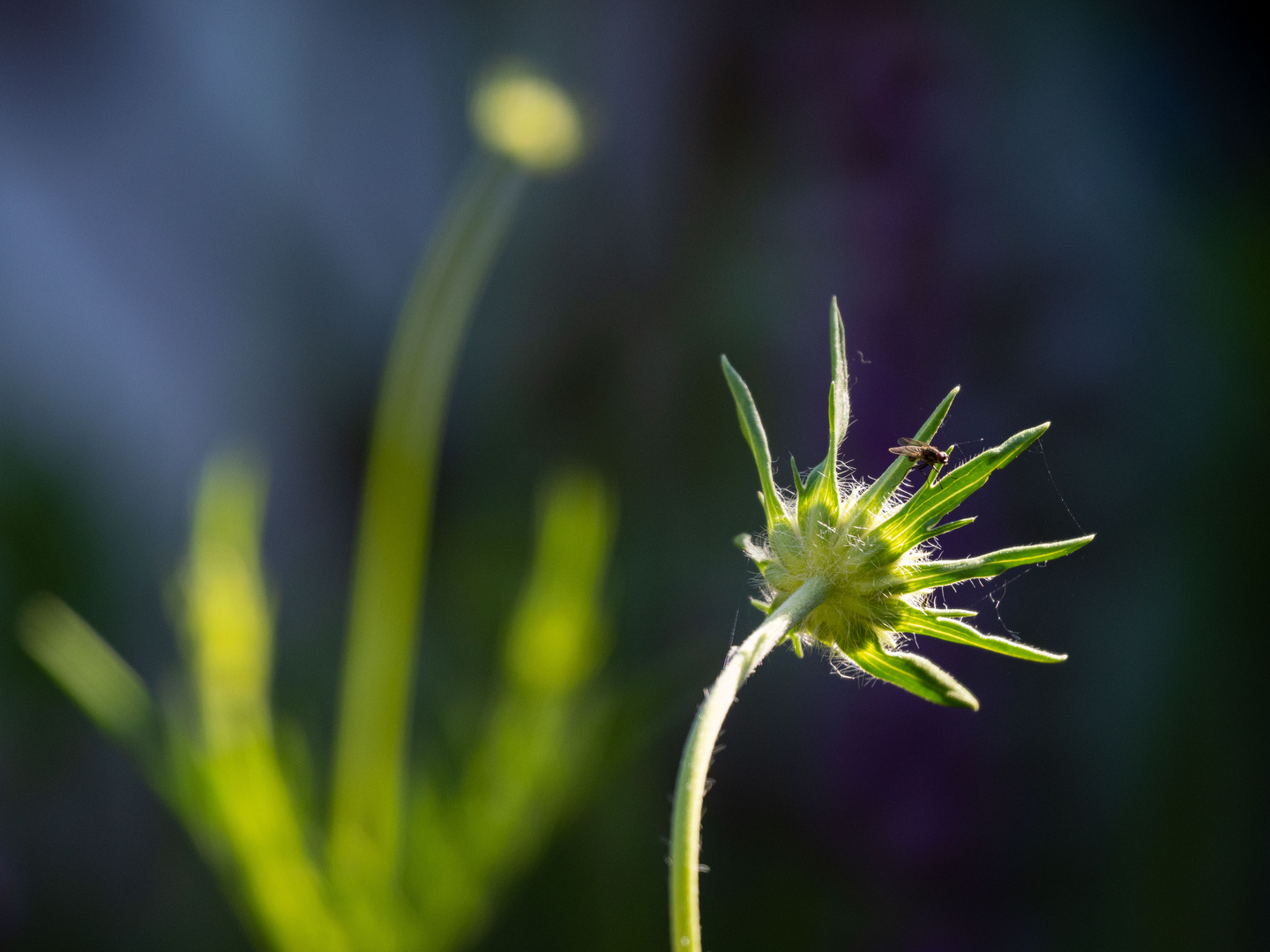 Scabiosa