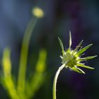 Scabiosa