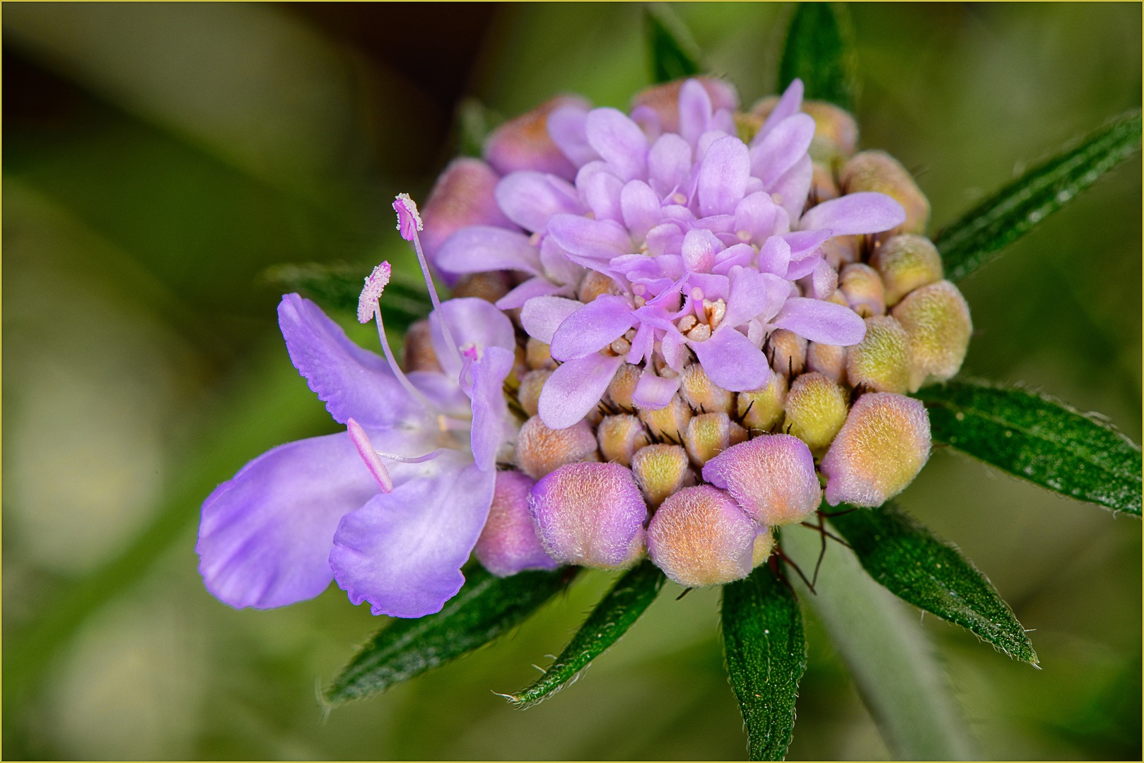 Scabiosa columbaria, Beginn der Blütezeit