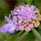 Scabiosa columbaria, Beginn der Blütezeit