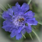  Scabiosa columbaria mit Pinselkäfer