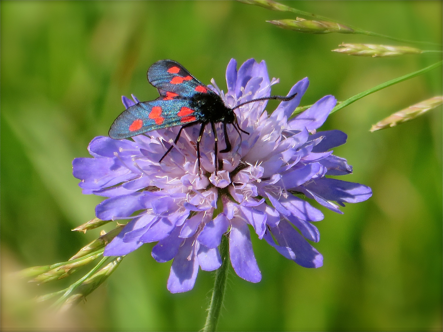 ...Scabiosa !!!...