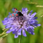 ...Scabiosa !!!...