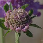 Scabiosa