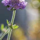 Scabiosa I