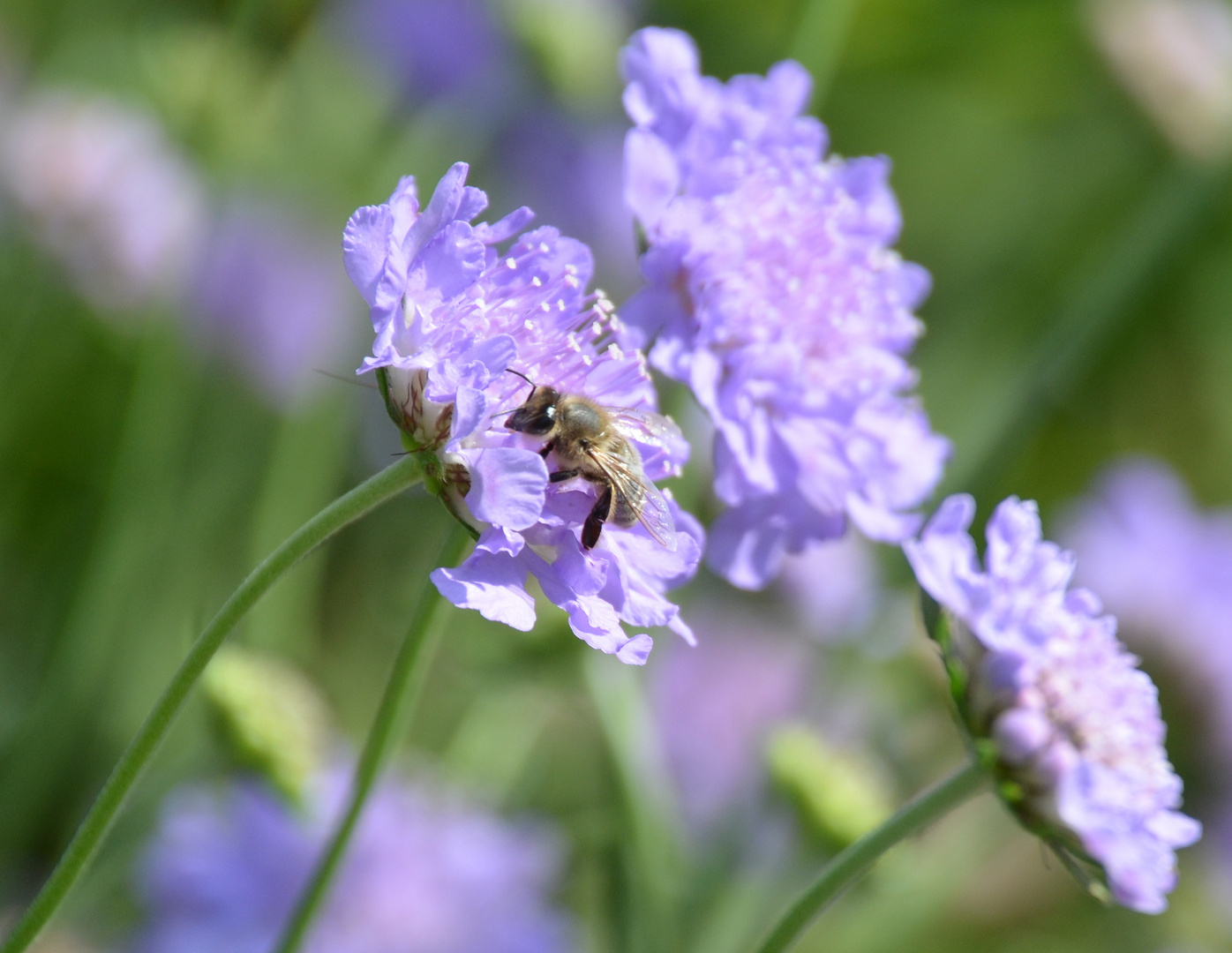 Scabiosa lila mit Besuch!