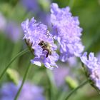 Scabiosa lila mit Besuch!