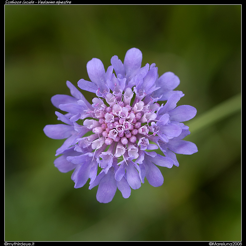 Scabiosa lucida