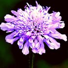 Scabiosa oder Nadelkissen 