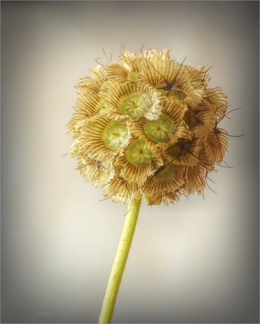 Scabiosa "Stellata"