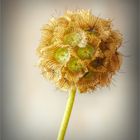 Scabiosa "Stellata"