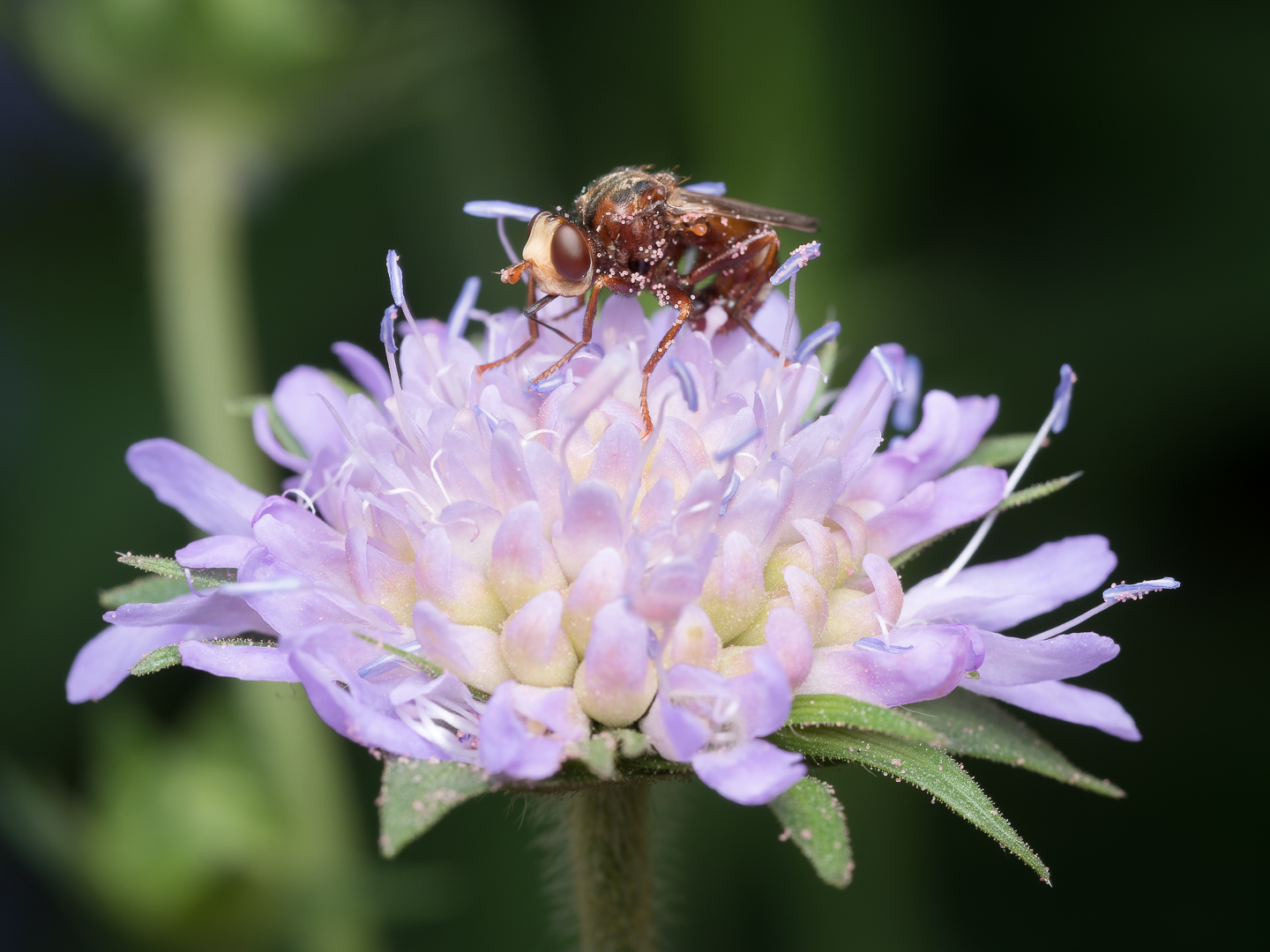 Scabiose