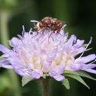 Scabiose