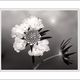 Scabiose