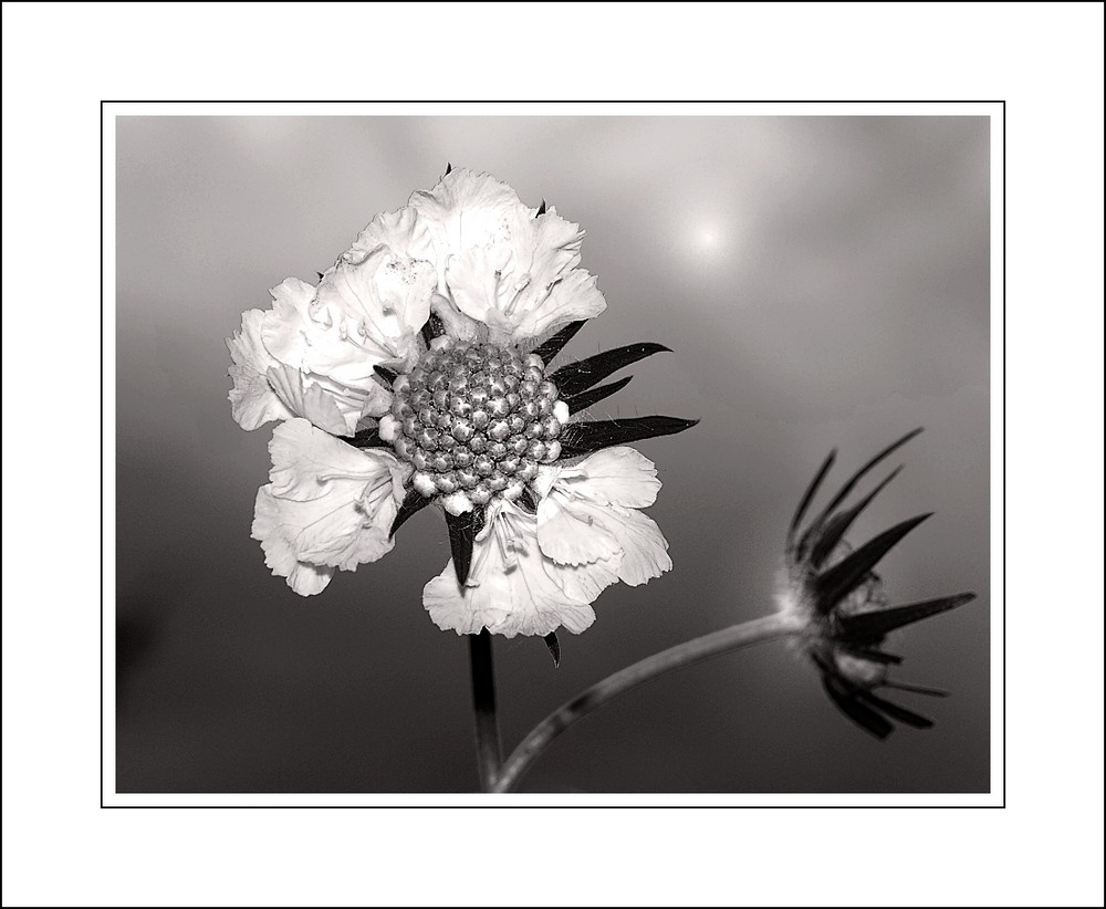 Scabiose