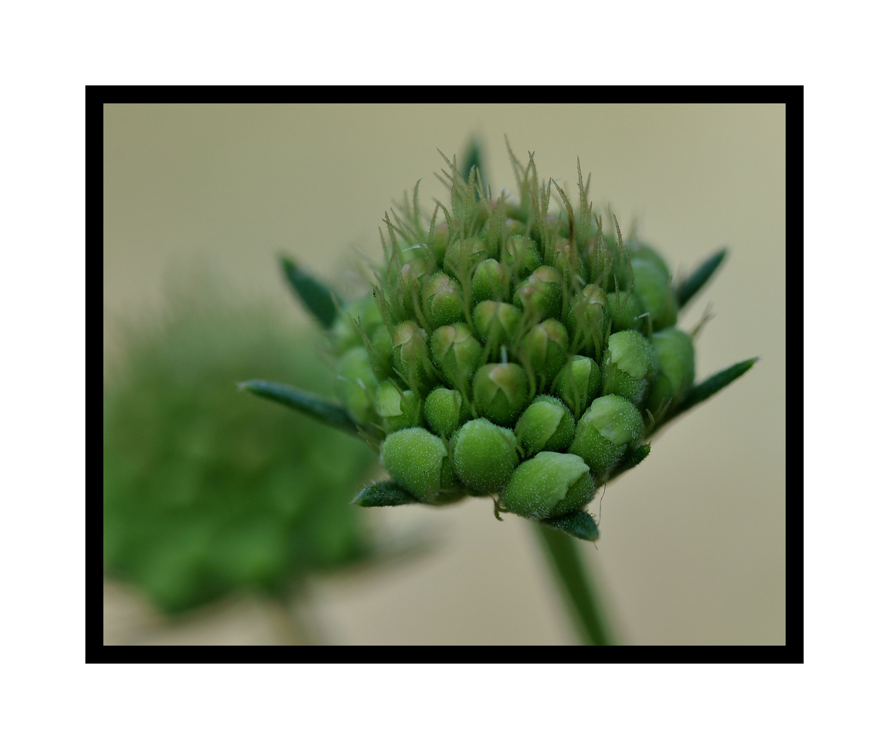 Scabiose