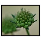 Scabiose