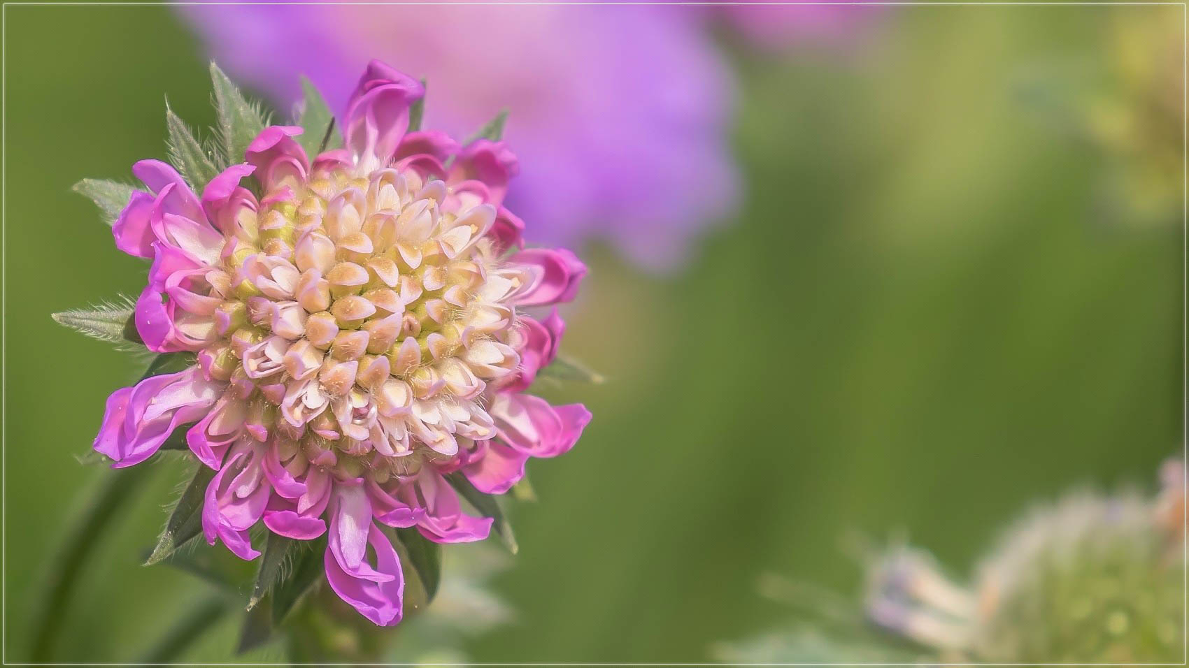 Scabiose