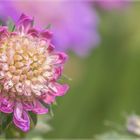 Scabiose