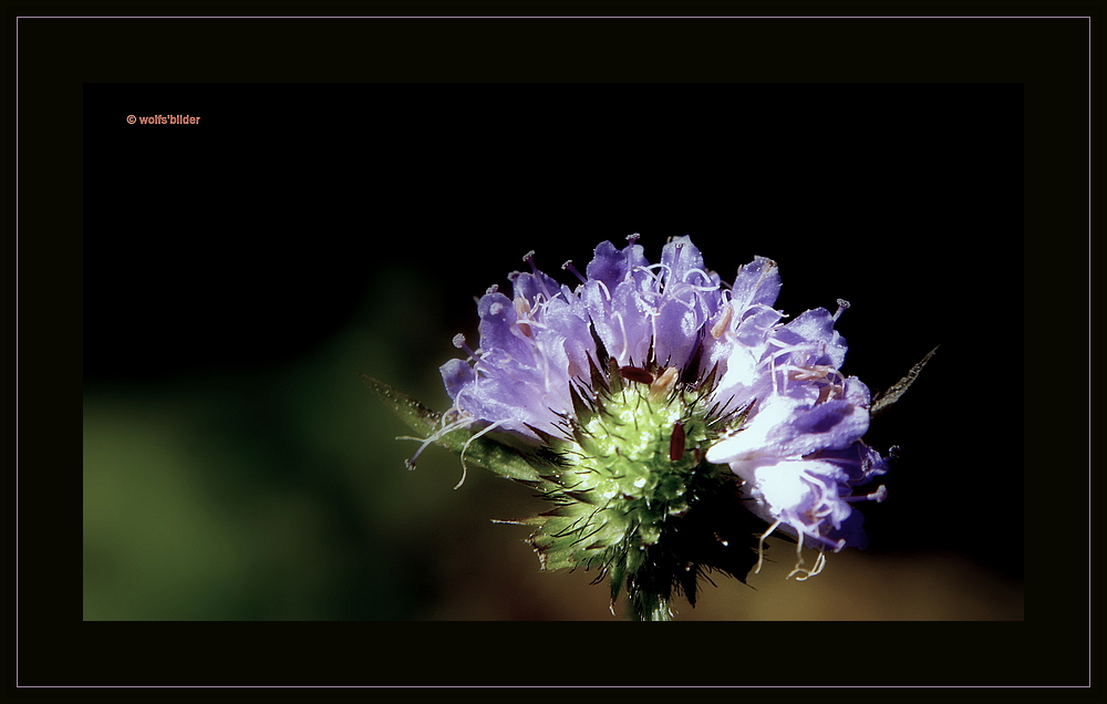 Scabiose