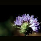 Scabiose