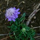 Scabiose