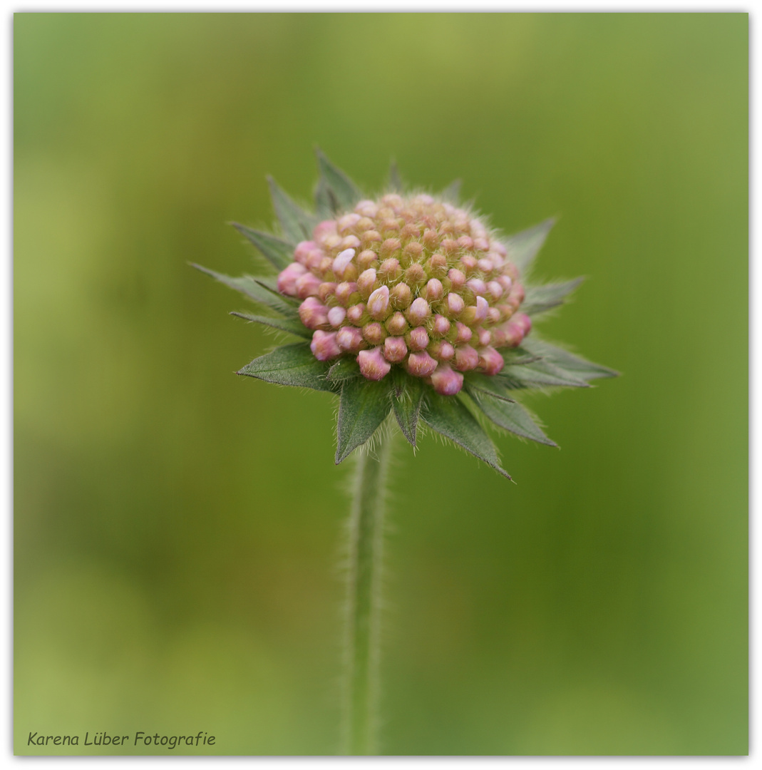 Scabiose