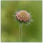 Scabiose