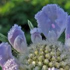 Scabiose