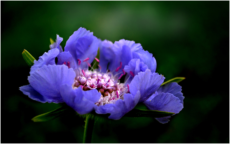 Scabiose