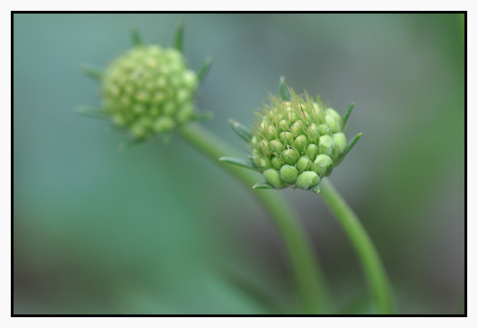 Scabiose