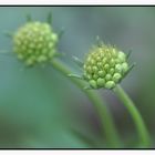 Scabiose