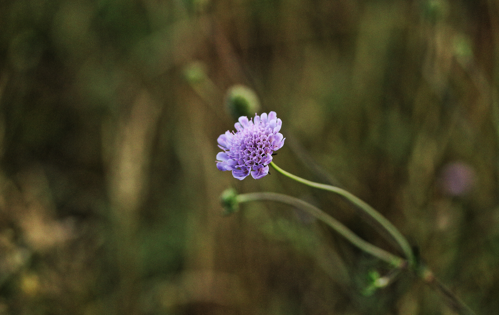 Scabiose 