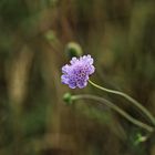 Scabiose 